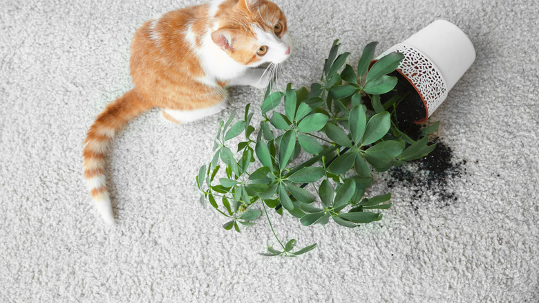 Cat with knocked over plant