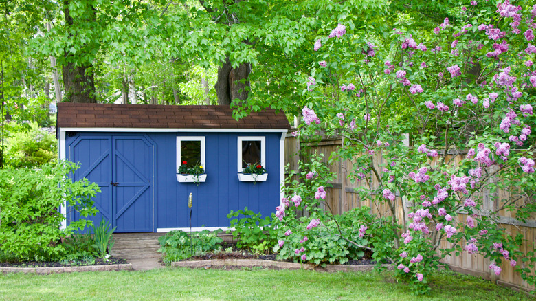 beautiful blue backyard shed