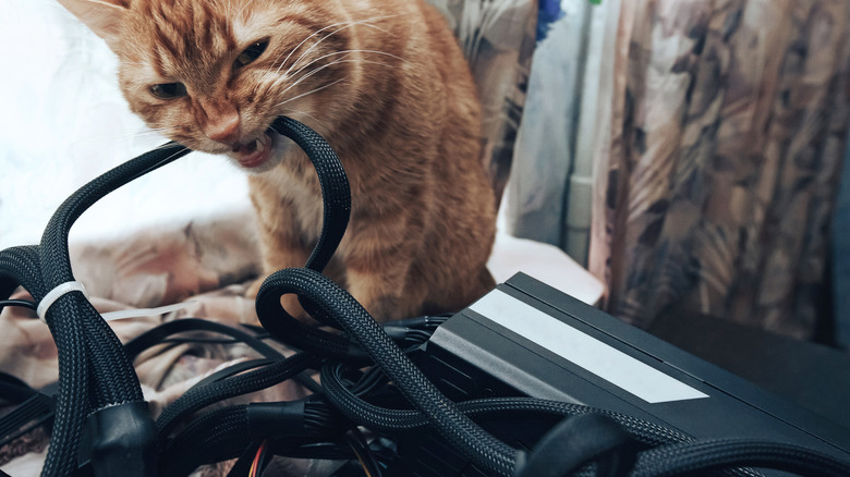 Ginger cat eating cables