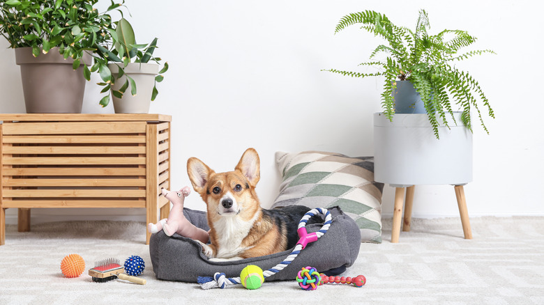 dog with toys