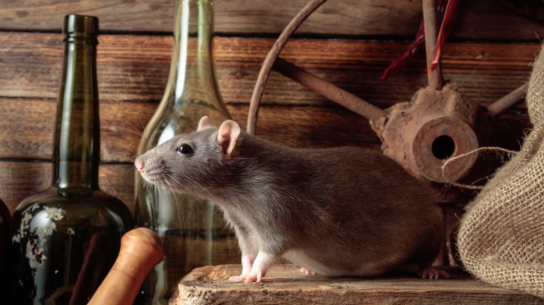 Rodent sitting on a table in a wooden shed