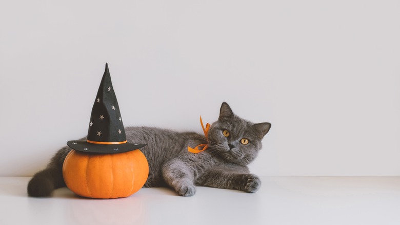 pumpkin and cat