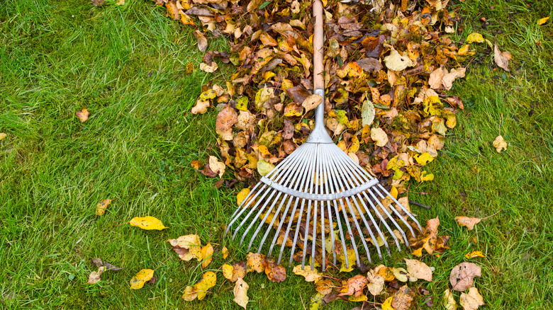 Rake with fall leaves