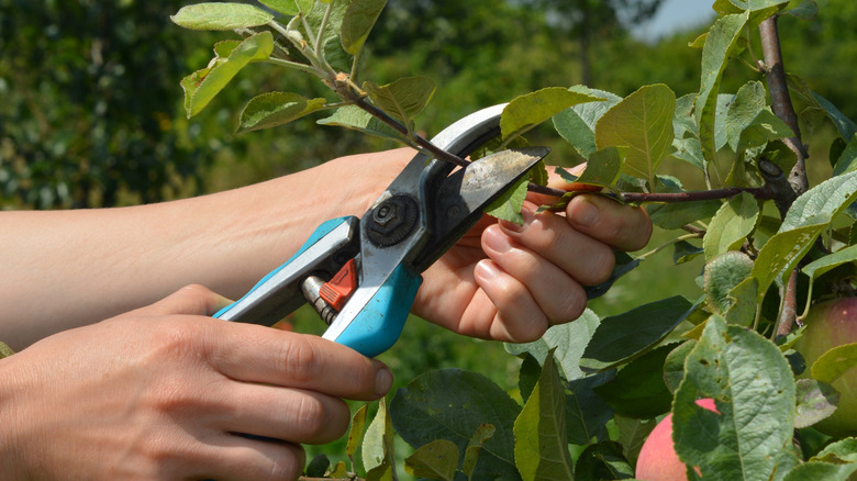 Person pruning branches on a tree