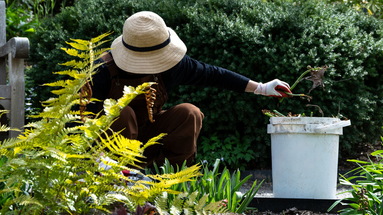 Person working in the garden