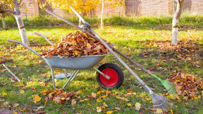 Wheelbarrow fall leaves and rakes