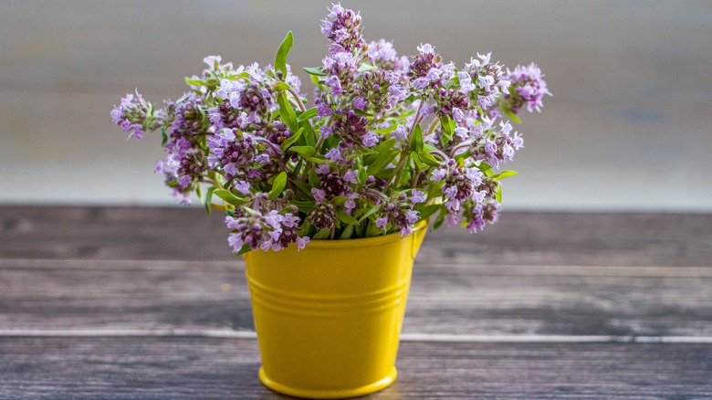 Thyme flowers in a pot