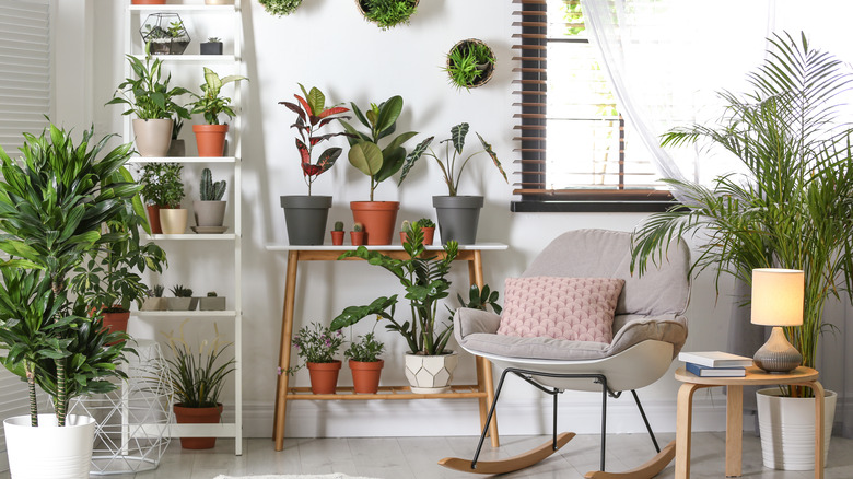 A flourishing indoor garden