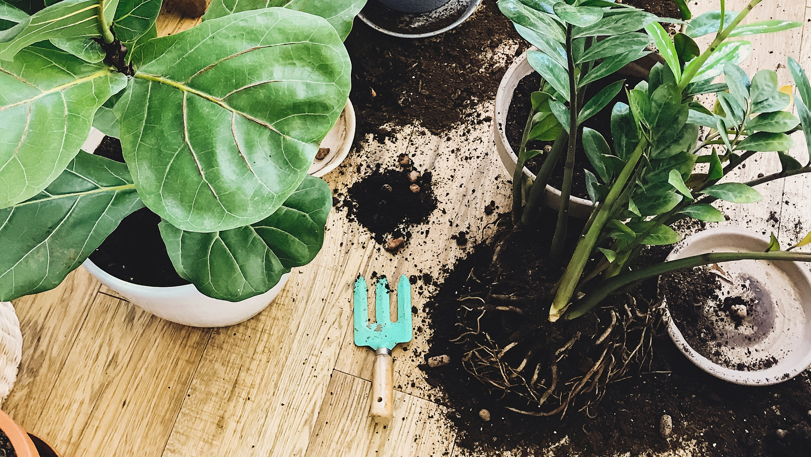 10 Tips For Easily Repotting Your Favorite Plants