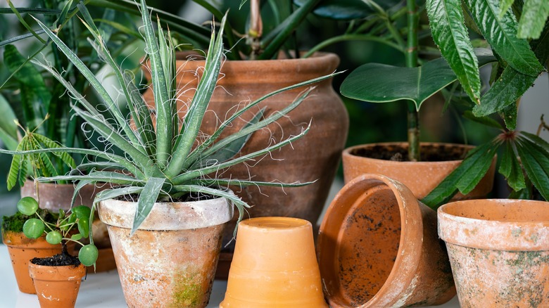 Plants in terracotta pots