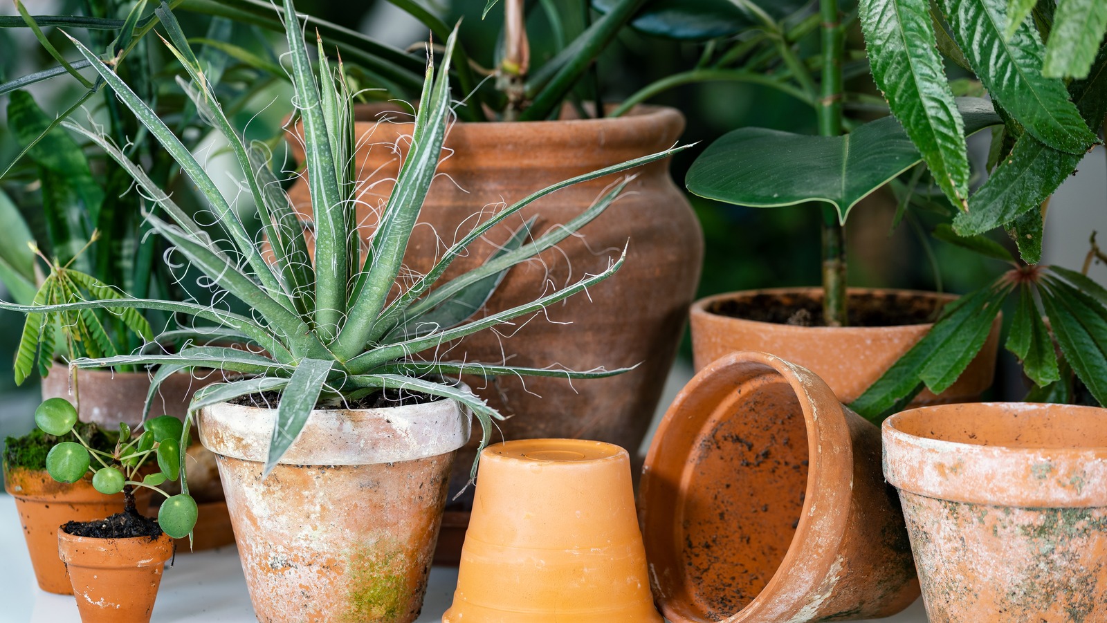https://www.housedigest.com/img/gallery/5-tips-for-gardening-with-terracotta-pots/l-intro-1668247820.jpg