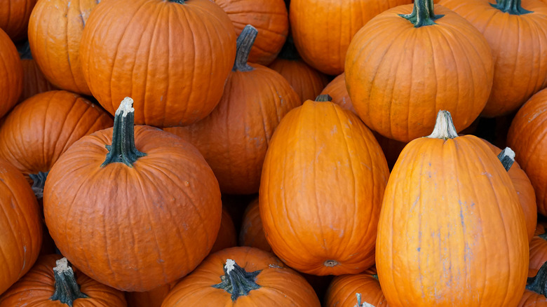 Multiple ripe orange pumpkins