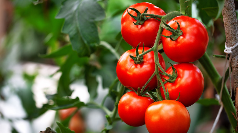 Ripe tomato plant vine