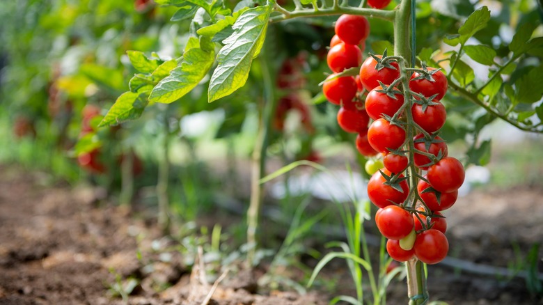 Tomato plants in a row