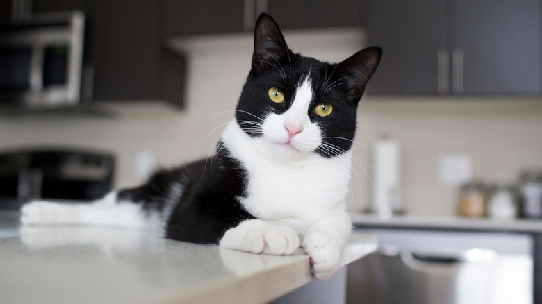 cat on the counter