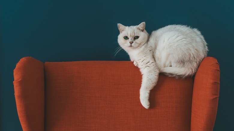 Cat on burnt orange couch