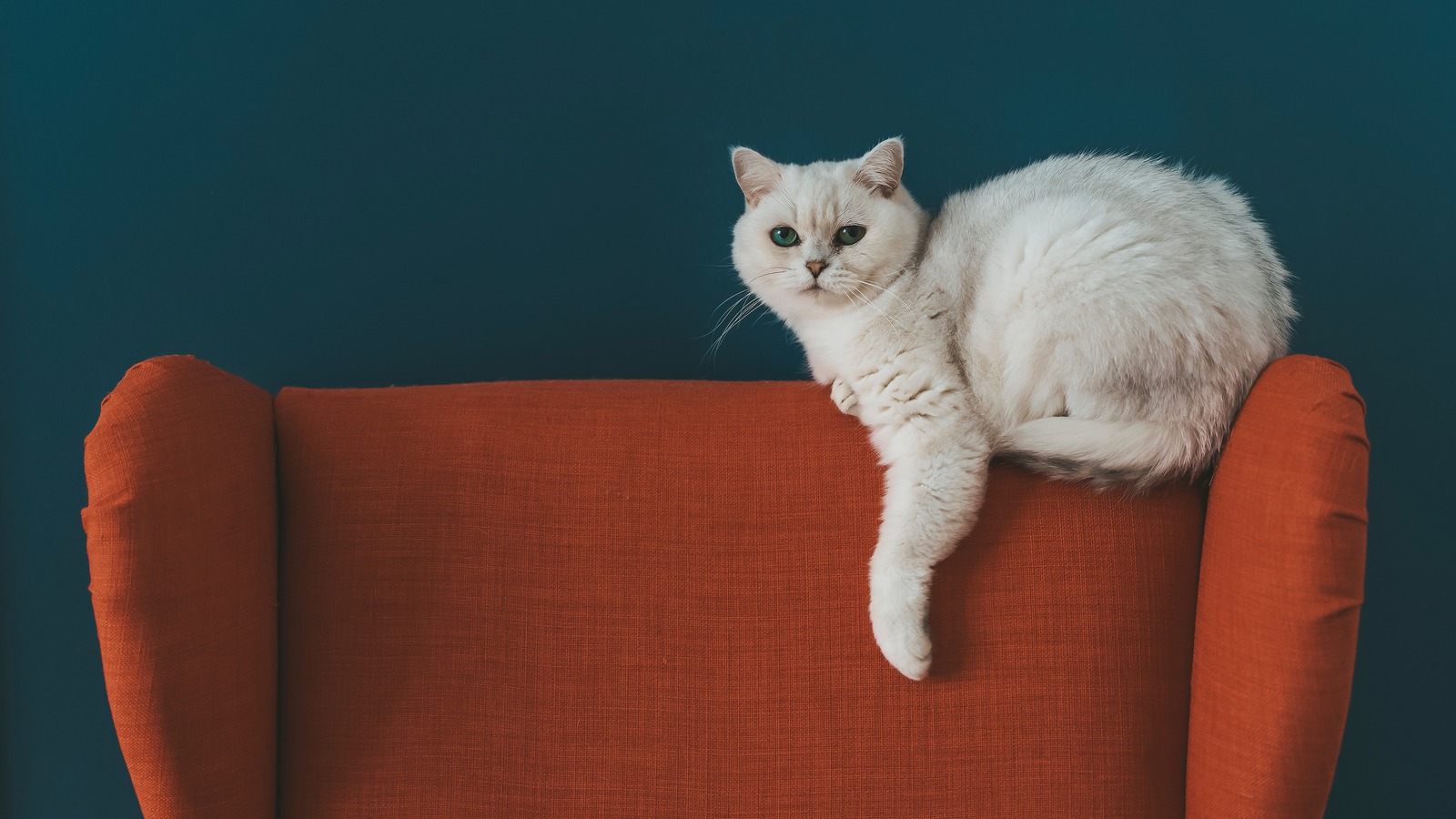 How to Protect Your Sofa from Cat Scratches, Pets