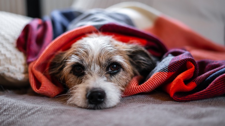 Why Dogs Don't Like Aluminum Foil - Wag!