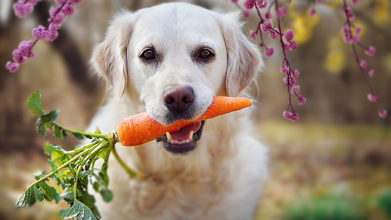Dog with carrot in mouth