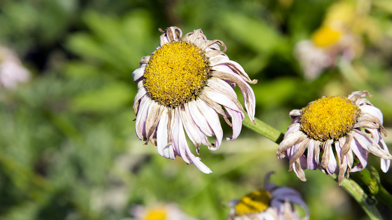 Daisies withering in the sun