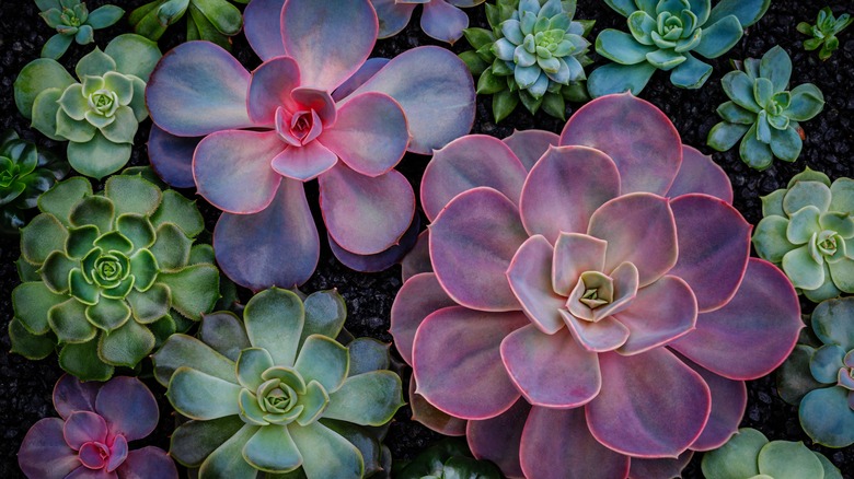 many colorful succulents 