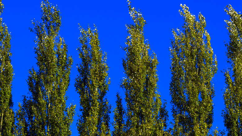Lombardy poplar trees