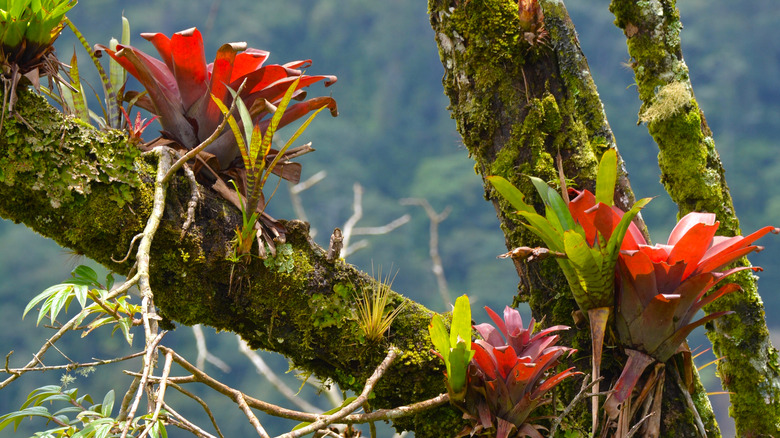 Colorful epiphytes growing on trees