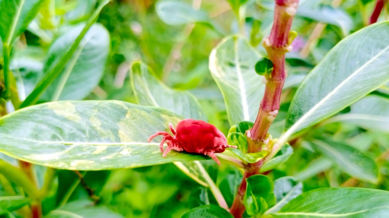 chigger on leaf