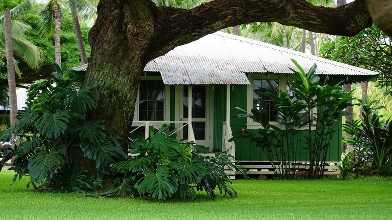 Quirky old house in Hawaii