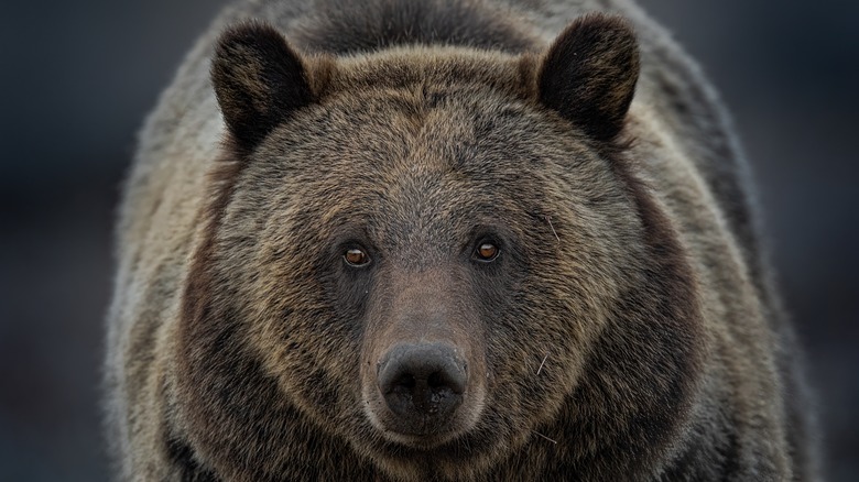 close up of bear