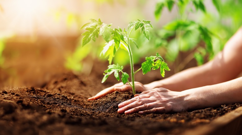 gardener planting tomato seedlings