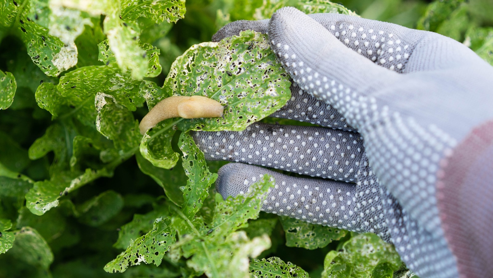 5 Ways To Use Coffee Grounds To Deter Pests (And 2 To Avoid)