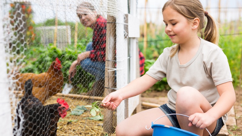 Girl feeding chickens