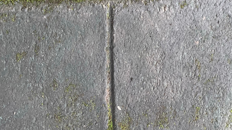 A wet crack with moss growing around it