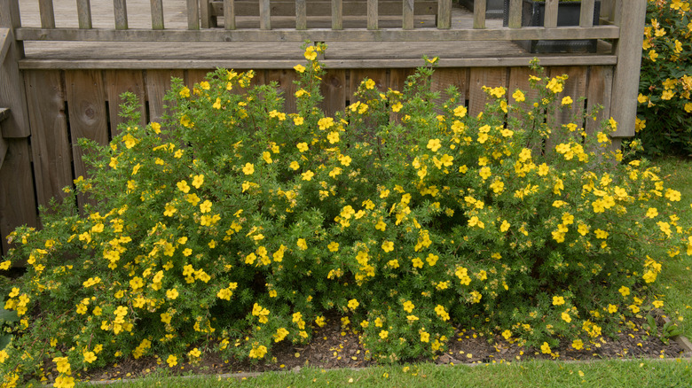Beautiful shrubby cinquefoil bush covered with yellow flowers