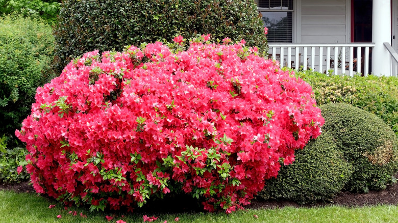 Pink flowers cover a well-pruned azalea shrub in front of a house