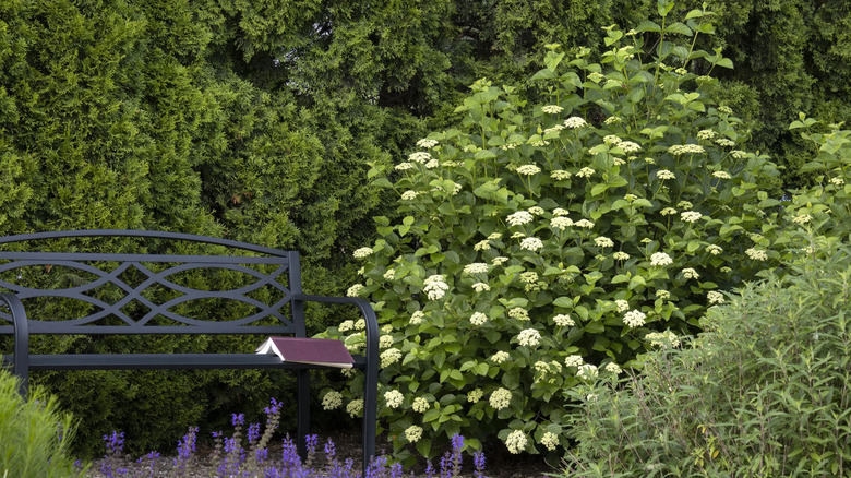 A viburnum shrub covered in white flower clusters grows next to a decorative bench
