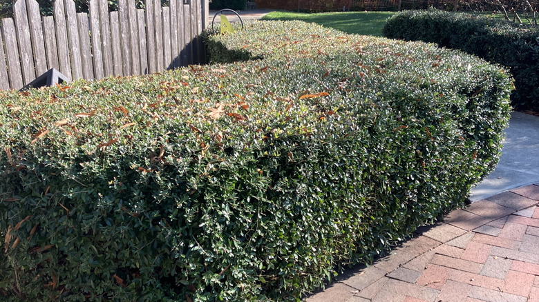 Dwarf yaupon hollies pruned into a hedge