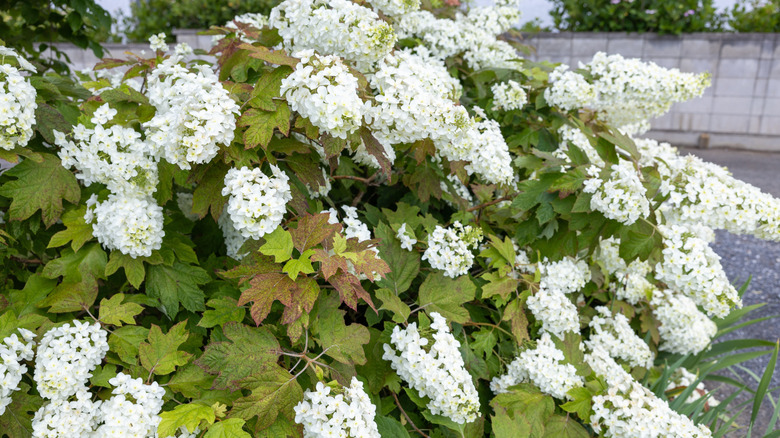 Flowering oakleaf hydrangea shrub