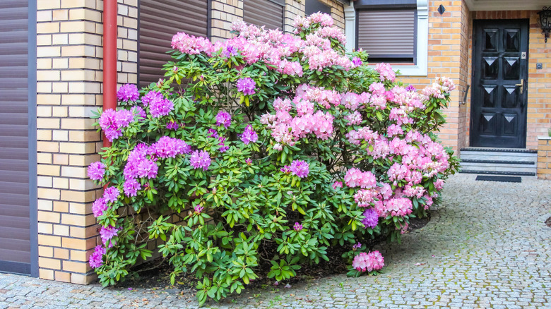 A large rhododendron shrub covered with pink blooms