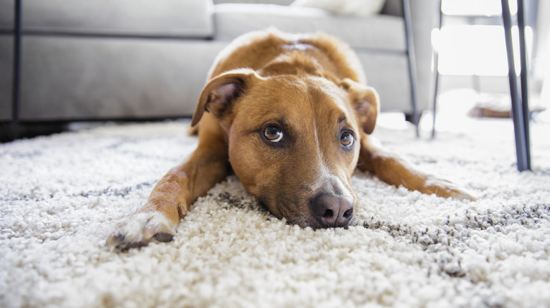 Pet on a rug