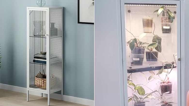 Split image showing the full cabinet on the left and a closeup of the cabinet converted into a greenhouse with plants in it.