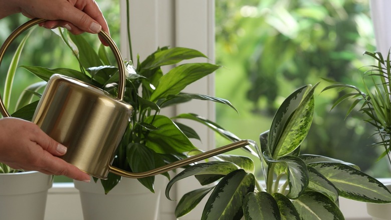 A woman watering house plants with a metal watering can.