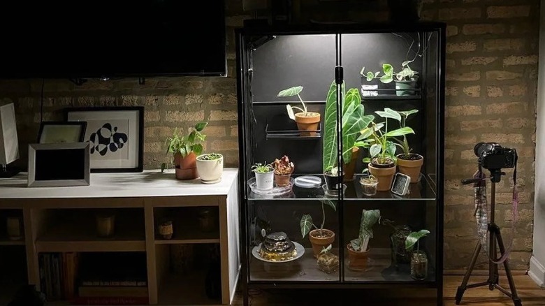 The RUDSTA cabinet filled with plants sitting next to a brick wall with a cabinet beside it and a camera on stand on the other side.