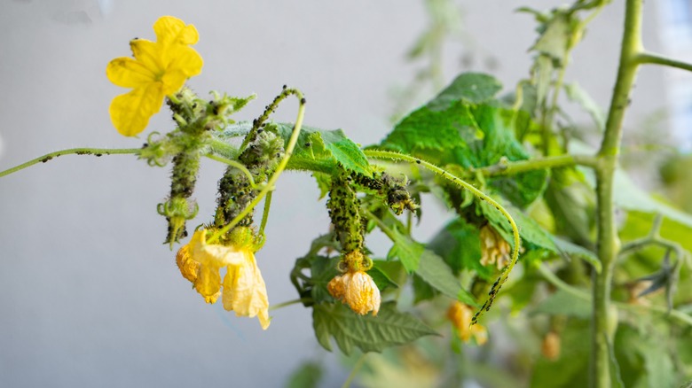 Aphids on cucumber plant