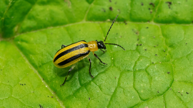 Close-up of striped cucumber beetle on a leaf