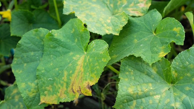 Yellowing cucumber plant leaves