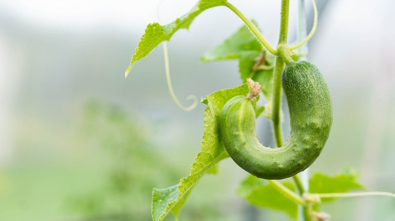 Close-up of a crooked cucumber
