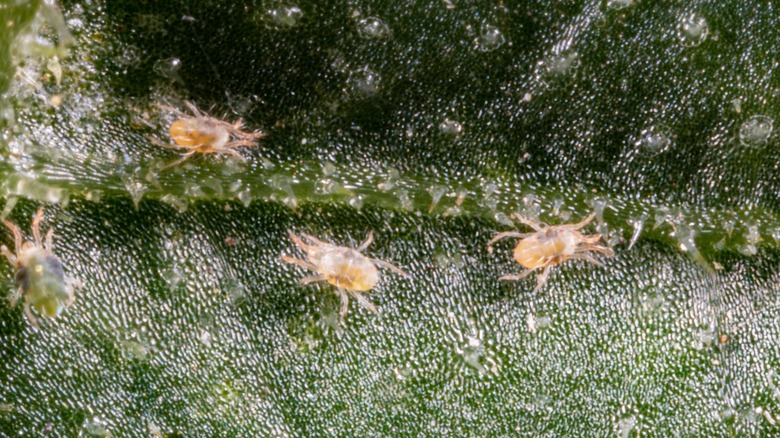 Spider mites on cucumber plant leaf