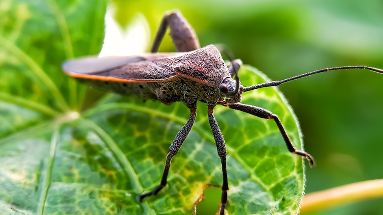 Close-up of squash bug on leaf